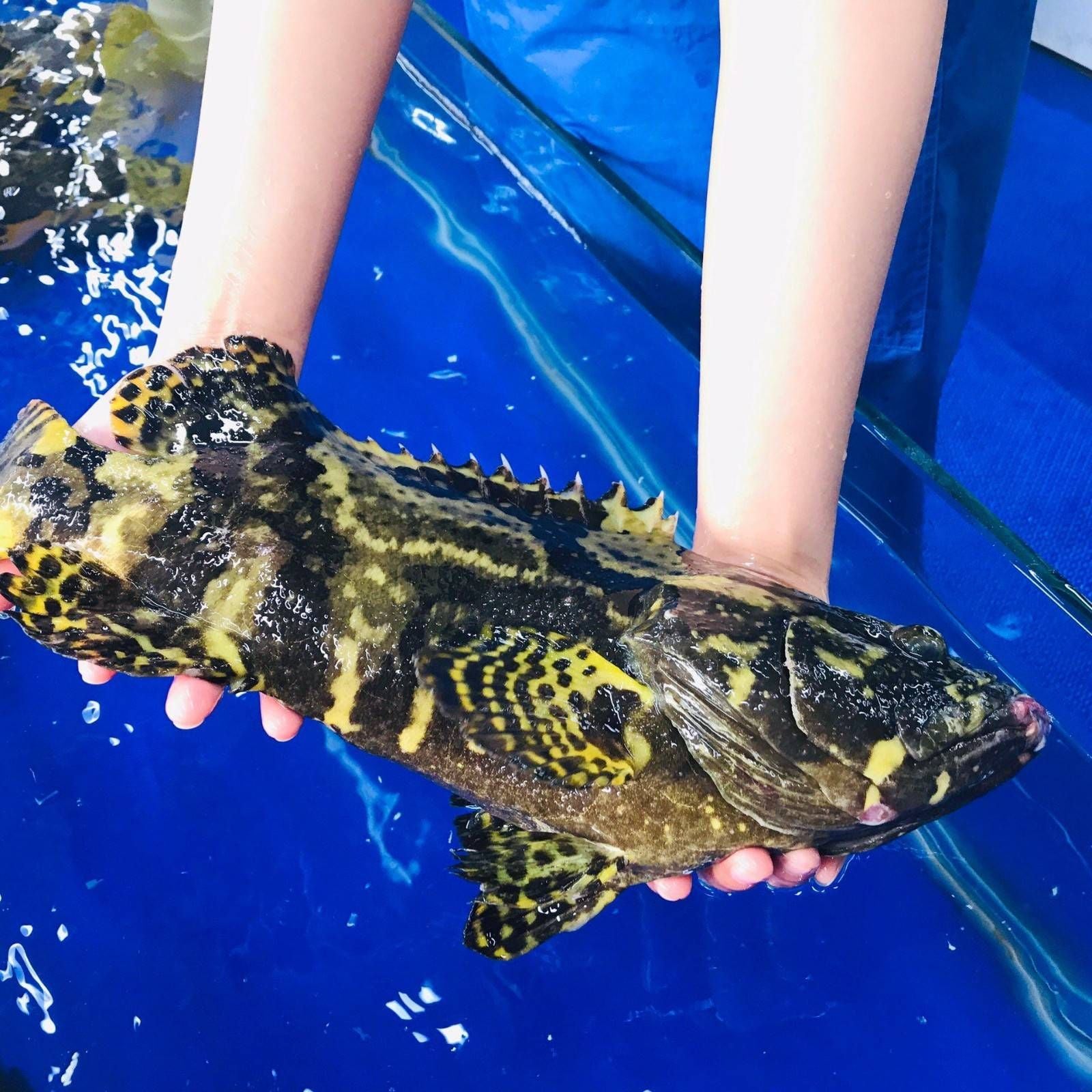 Cá Mú Trân Châu - Sống