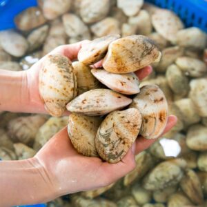 Nghêu 2 Cồi - Sống