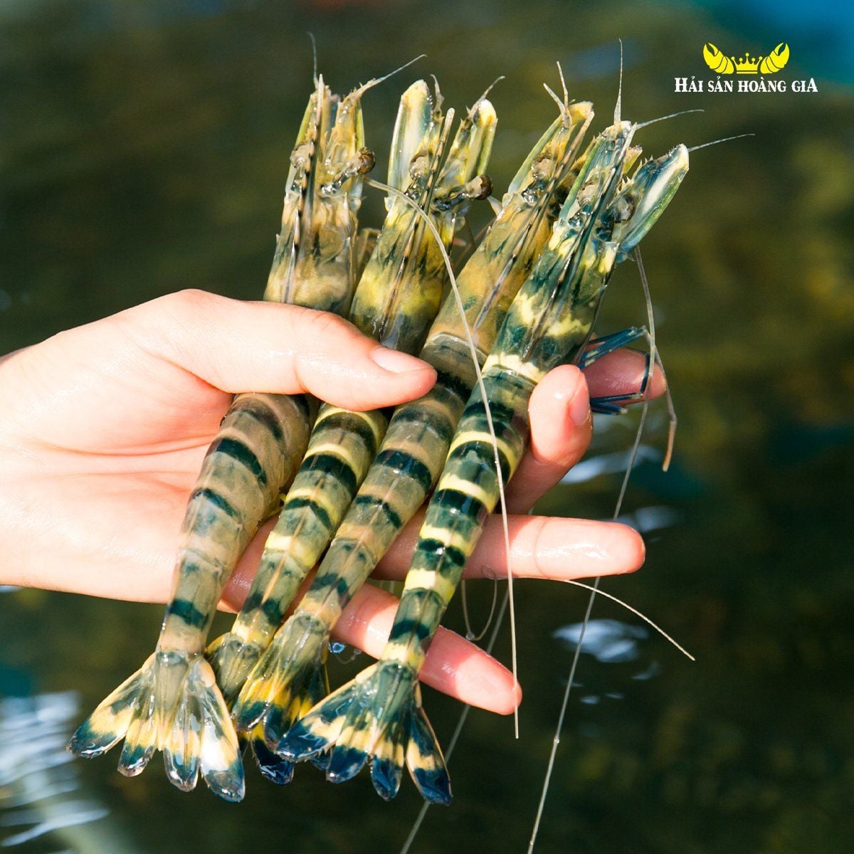 Tôm Sú - Sống